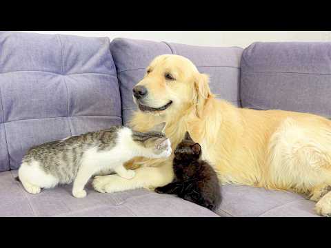 YouTube 썸네일