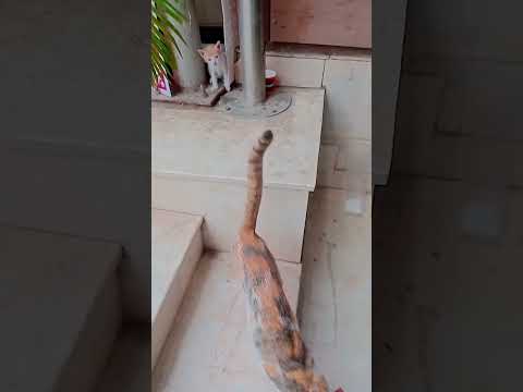 #cat #cutecat 😘😘😘