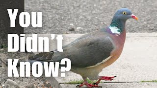 Most People Dont Know These 8 Facts About WOOD PIGEONS