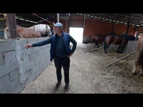 Mr. Cristea Nicu's stallions from Bogei - Bihor