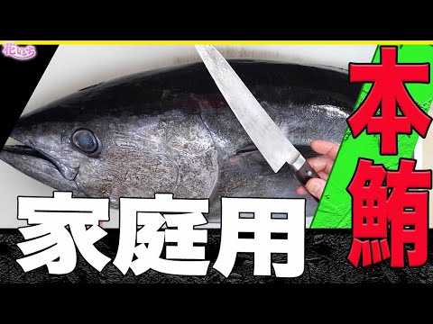 【生まぐろ解体】家庭用の小さい包丁で本鮪を捌くコツ教えます！