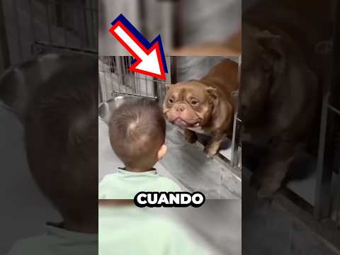 Nadie quería adoptar a este viejo perro en el refugio de mascotas hasta que llegó este bebé 🥹❤️