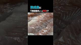 【衝撃】熟成魚に「神経締め」は無駄！？科学的に正しい究極の血抜き術
