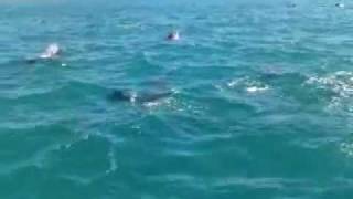 preview picture of video 'Dolphins at Portland, Victoria, Australia 24/01/2012'