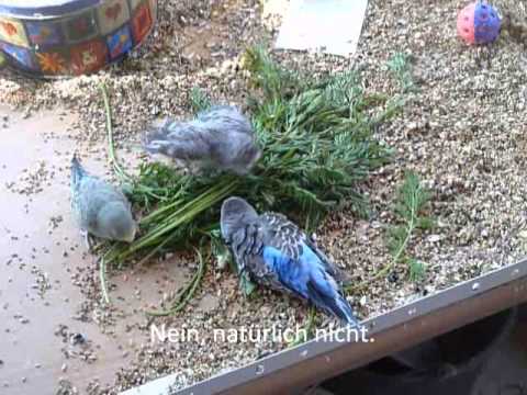 2011 03 30 Sind die betrunken