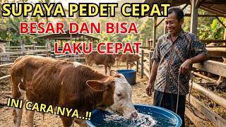 Download lagu Pedet Agar Cepat Besar Rakus Makan   Minum !! Cara Penggemukan Sapi mp3