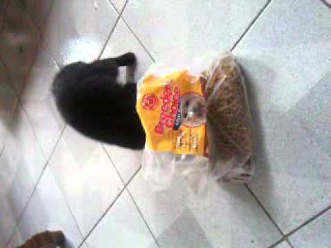 Persian Cat eats Dog Food :))
