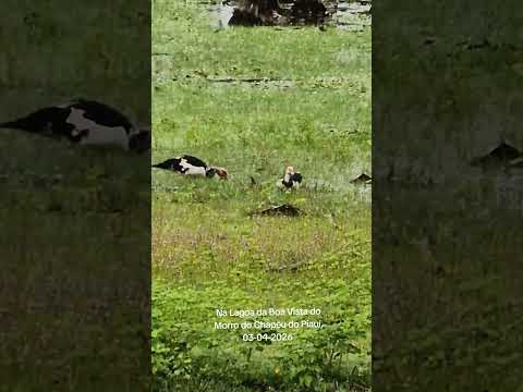 Na Lagoa da Boa Vista do Morro do Chapéu do Piauí,  03-04-2026