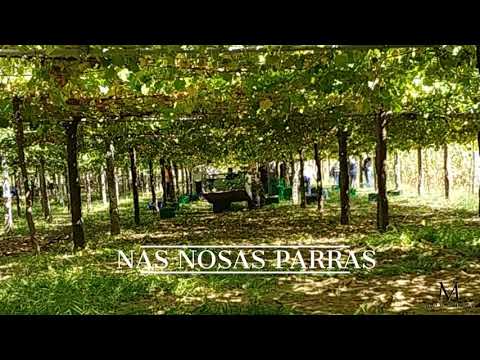 Vendima en Viña Moraima #TimeLapse