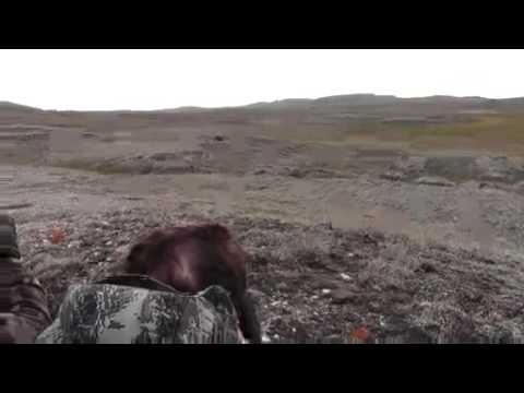 300 Win Mag 150gr vs Wild Arctic Muskox