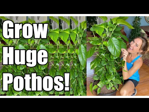 Secrets to Growing Giant Pothos! | Pothos Up-Potting & Re-potting | Pothos Care Guide | Devil's Ivy