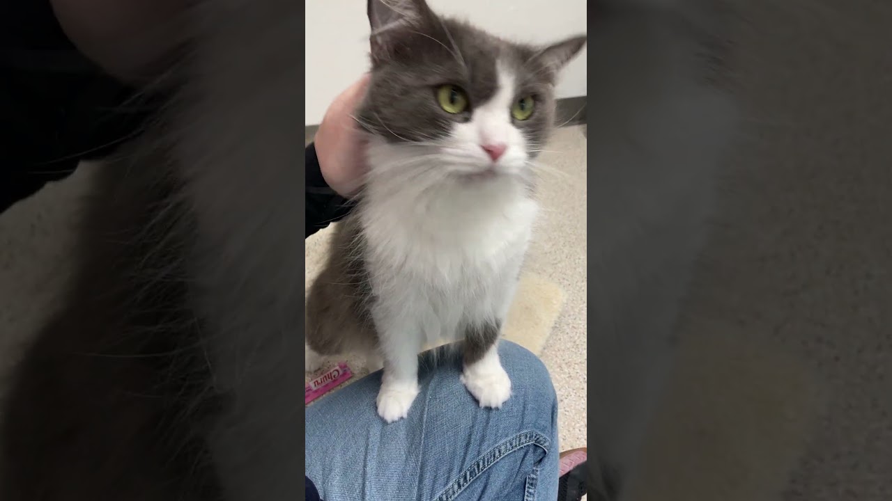 Violet, a Adoptable Domestic Medium Hair in St. Helena, CA video 6/6