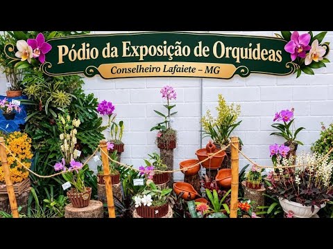 PÓDIO DAS ORQUÍDEAS NA EXPOSIÇÃO DE ORQUÍDEAS DE CONSELHEIRO LAFAIETE MG.🪴😍❤️🌴