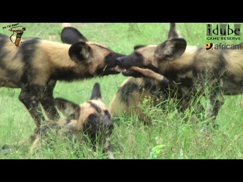 African Wild Dogs/Painted Hunting Dogs: Tug O' War