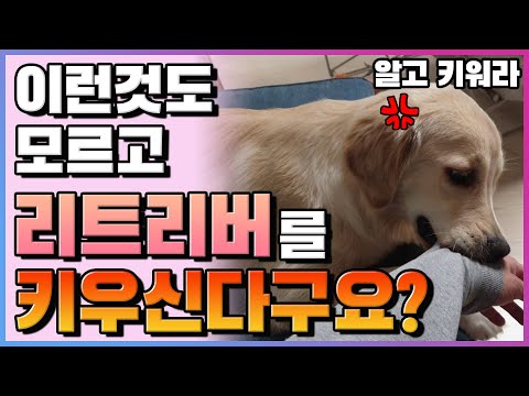 , title : '골든 리트리버를 키우기전 꼭 봐야 할 영상 두번째!!!'
