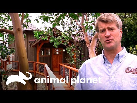 Uma casa na árvore conectada à casa principal | Casas na Árvore | Animal Planet Brasil