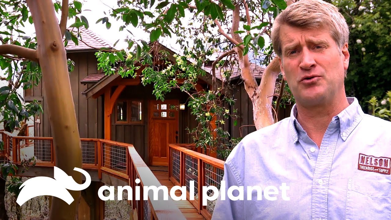Watch Now Uma casa na árvore conectada à casa principal | Casas na Árvore | Animal Planet Brasil Uma casa na árvore conectada à casa principal | Casas na Árvore | Animal Planet Brasil