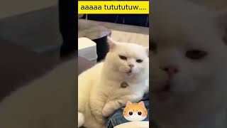 Download lagu 'Kucing Aaaa Tututu: Suara Lucu yang Bikin Ngakak! 😹🎵' mp3
