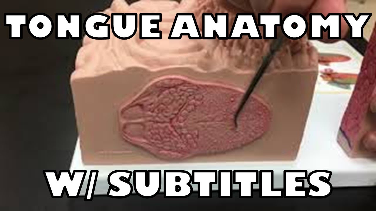 Tongue & Taste Bud Model (with Subtitles)- Ohio University - Anatomy & Physiology