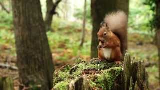 preview picture of video 'Brownsea Island (1)'