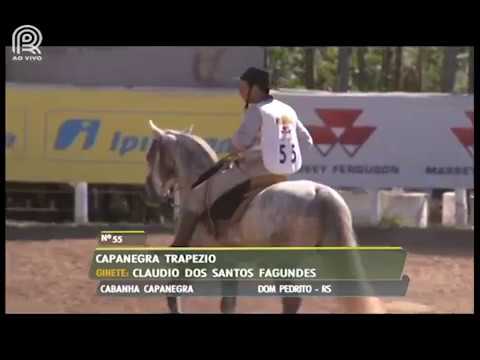 Sapucaia (RJ) – 1° e 6° lugar machos – Capanegra Trapezio e Peleador dos Três Pinhais (Campo II)