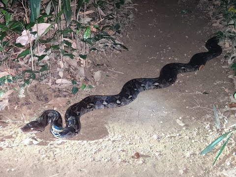 Khao Sok Jungle Trek - monkeys, snakes, spiders, boars and flying lizards!
