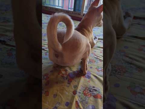 Dog Danceing Video😂#doglover #viralvideo #funny #pets #funny