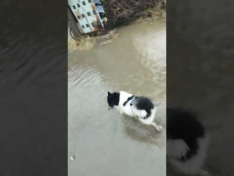 my pet🐕🐶 dimpy