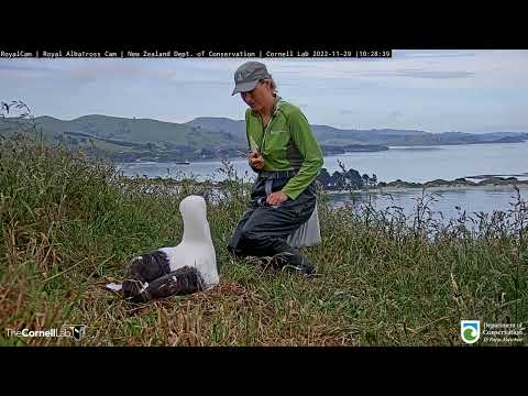 Ranger Checks On Egg At The Royal Albatross Nest | DOC | Cornell Lab – Nov. 29, 2022