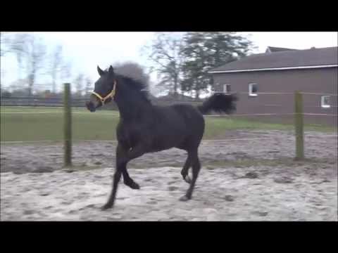 *2014 Stute von Millennium - Fidertanz - SOLD!!!