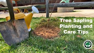 Tree Sapling Planting and Care