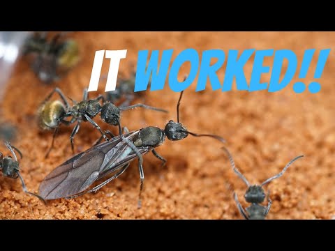 BREEDING ANTS!
