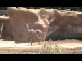 Antelopes At The San Diego Zoo