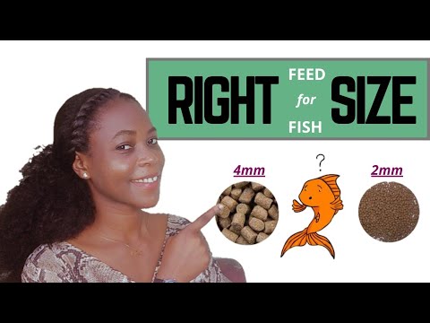 THE RIGHT FEED SIZE FOR YOUR CATFISH SEEDS #catfishfarming #fishfeed
