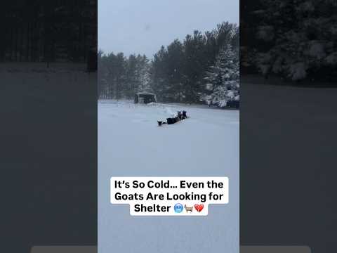 Winter Is No Joke Out Here 💔🐐🥶