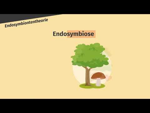 Endosymbiontentheorie – Entstehung der Chloroplasten und Mitochondrien einfach erklärt | sofatutor