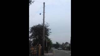 Hunting with sling shot pigeon kill