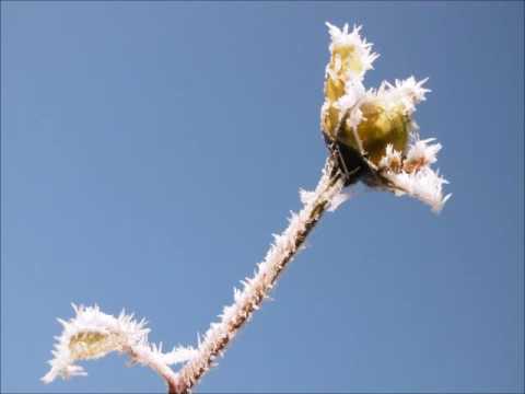 Alerĭon -  No Object Dearer by John Ward