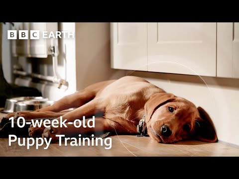 Puppy's First Time Home Alone | Wonderful World of Puppies | BBC Earth