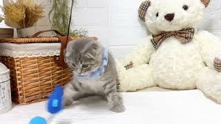 スコティッシュフォールドの動画02