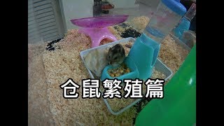 Download lagu 三线仓鼠繁殖篇 Hamster Matching mp3