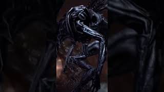 Download lagu Number 6 turns into a queen #gameplay #avp #aliensvspredator #alien #aliens #xenomorph #xenomorphs mp3