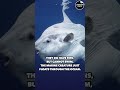 The Biggest And Most Useless Fish In The Ocean #explore #explorepage #education #facts #viral #trend