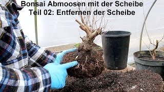 Bonsai Abmoosen mit Scheiben - 02: Scheibe entfernen