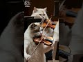 Lone Ranger Theme - William Tell Overture Finale - Gioachino Rossini #williamtelloverture #cats