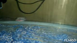 FLARU THE FLOWERHORN FISH