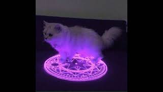 Cover art for Demonic little gray cat