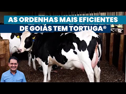 Leite coloca Goiás entre maiores produtores do País | Noticiário Tortuga