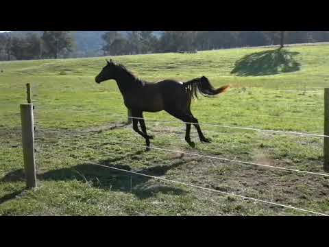 Tulara Orachio 1   Origi d'O/Cassini II/Chicos Boy filly