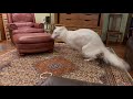 Borzoi Spinning